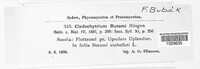 Cladochytrium butomi image